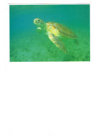 Grante Cpm - NORTH AMERICAN WILDLIFE - Green Turtle - Tortue - - Tortugas