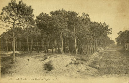 CPA CAYEUX (Somme) - La Forêt De Sapins (n° 308) - Cayeux Sur Mer