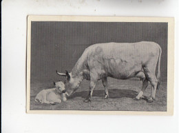 Mit Trumpf Durch Alle Welt Muttertiere Mit Jungen I Kuh Und Kälbchen      C Serie 11 # 3 Von 1934 - Zigarettenmarken