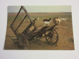 CP CARTE POSTALE DEUX SEVRES VUE TYPIQUE De La REGION CHARETTE Et CHEVRES        - Sonstige & Ohne Zuordnung