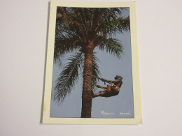 CP CARTE POSTALE SENEGAL RECOLTE VIN De PALME En CASAMANCE - Ecrite En 1989 - Sénégal