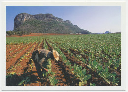 Postal Stationery Cuba Cigar - Tobacco Field - Tabaco