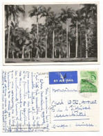 Mauritius Jardin Botanique Des Pamplemousses B/w Pcard Airmail Moka 12oct1957 X Suisse - Mauritius