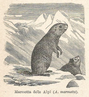 Marmotta Delle Alpi - Xilografia - Stampa Antica Del 1928 - Estampes & Gravures