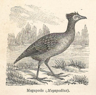 Megapode (Megapodius) - Xilografia - Stampa Antica Del 1928 - Estampes & Gravures