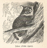 Lince (Felis Lynx) - Xilografia - Stampa Antica Del 1928 - Estampes & Gravures