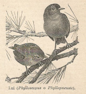 Lui (Phylloscopus) - Stampa Antica Del 1928 - Xilografia - Estampes & Gravures