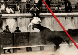 Ph GEORGE ARLES - Manade - Taureau - Gardian - Razeteur - Arlésiennes - Nimes - Taureaux - Gardians - Raseteur - Toros - Nîmes