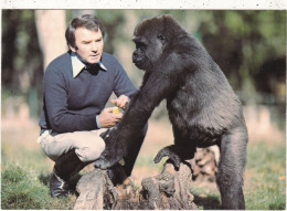 FAUNE . LES MATHES.(17).  ZOO DE LA PALMYRE. M.CAILLE DIRECTEUR DU ZOO ET UN DE SES GORILLES - Osos