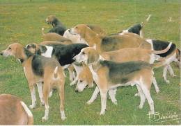 Photos Francis DEBAISIEUX   -  Groupe De Chiens - Autres & Non Classés