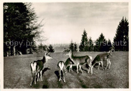 13795741 St Gallen SG Wildpark Peter Und Paul Rehe St Gallen SG - Sonstige & Ohne Zuordnung