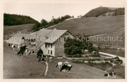 13795094 Weissenstein 1300m SO Wirtschaft Z. Sennhaus M. Kuhherde  - Andere & Zonder Classificatie