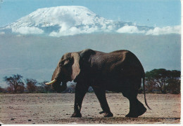 Tanzania Postcard Sent To Switzerland 8-9-1969 (Elephant And Mt. Kilimanjaro) - Tanzanía