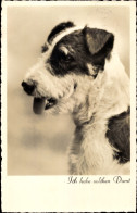 CPA Drahthaar Terrier, Hundeportrait, AMAG 67300/3 - Autres & Non Classés