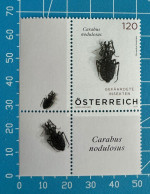 Käfer – Carabus Nodulosus/ Beetle Austria - Ungebraucht