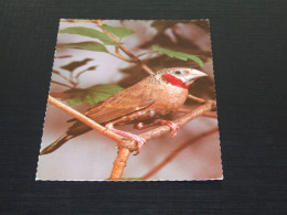 75212-    VOGELS / BIRDS / VÖGEL / OISEAUX / AVES - Uccelli