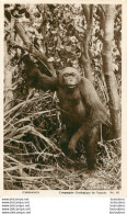 CAMEROUN  YAOUNDE COMPAGNIE ZOOLOGIQUE  CHIMPANZE - Cameroun