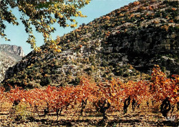 Vignes - Languedoc - Les Vignobles - CPM - Carte Neuve - Voir Scans Recto-Verso - Wijnbouw