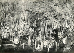 48 - Meyrueis - Grotte De L'Aven Armand - Vue D'ensemble - Mention Photographie Véritable - Spéléologie - Carte Dentelée - Meyrueis