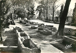 13 - Arles - Les Alyscamps - Allée Des Tombeaux - Mention Photographie Véritable - CPSM Grand Format - Voir Scans Recto- - Arles