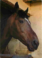 Animaux - Chevaux - Portrait De Cheval - Tete De Cheval - Carte Neuve - CPM - Voir Scans Recto-Verso - Horses