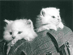 Animaux - Chats - CPM - Voir Scans Recto-Verso - Cats