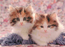 Animaux - Chats - CPM - Voir Scans Recto-Verso - Cats