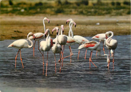 Oiseaux - Flamants Roses - Camargue - Flamingos - CPM - Voir Scans Recto-Verso - Birds