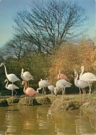 Oiseaux - Flamants Roses - Flamingos - CPM - Voir Scans Recto-Verso - Birds