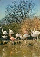 Oiseaux - Flamants Roses - Flamingos - CPM - Voir Scans Recto-Verso - Vögel