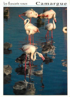 Oiseaux - Flamants Roses - Camargue - Flamingos - CPM - Voir Scans Recto-Verso - Vögel