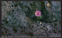 Dwarf Monkeyflower, Unused - Blumen
