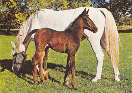 AK 214921 HORSE / PFERD / CHEVAL ... - Cavalli