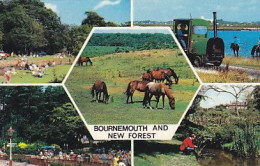 AK 214925 HORSE / PFERD / CHEVAL ... - Bournemouth And New Forest - Pferde