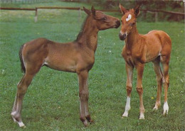 AK 214926 HORSE / PFERD / CHEVAL ... - Paarden