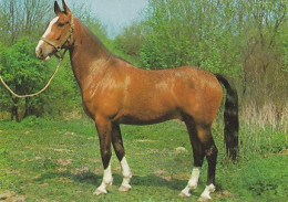 AK 214941 HORSE / PFERD / CHEVAL .. - Paarden