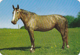 AK 214947 HORSE / PFERD / CHEVAL .. - Horses