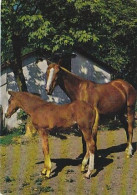 AK 214953 HORSE / PFERD / CHEVAL .. - Horses