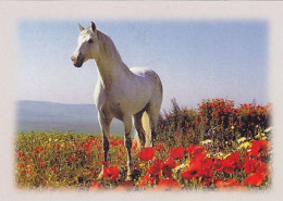 AK 214969 HORSE / PFERD / CHEVAL .. - Pferde