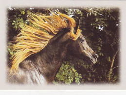 AK 214970 HORSE / PFERD / CHEVAL .. - Cavalli