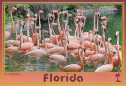 Bird - Oiseau - Vogel - Uccello - Pássaro - Pájaro - Flamingo - Flamingos - Phoenicopteridae - Moscow Zoo - Vogels