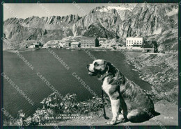 Aosta Gran San Bernardo Cane Foto FG Cartolina KB1590 - Aosta