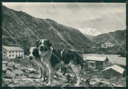 Aosta Colle Del Gran San Bernardo Cane PIEGA Foto FG Cartolina KB1654 - Aosta