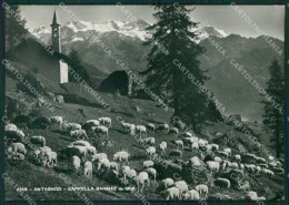 Aosta Ayas Antagnod Pecore Foto FG Cartolina KB1693 - Aosta