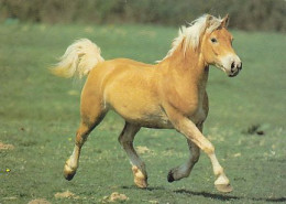 AK 214986 HORSE / PFERD / CHEVAL .. - Paarden