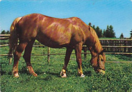 AK 214990 HORSE / PFERD / CHEVAL .. - Cavalli