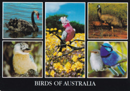 Bird - Oiseau - Vogel - Uccello - Pássaro - Pájaro - Animal - Animaux - Fauna - Birds Of Australia - Vögel