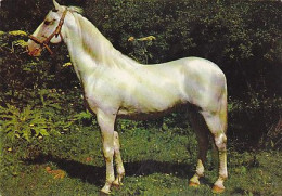 AK 214993 HORSE / PFERD / CHEVAL .. - Cavalli