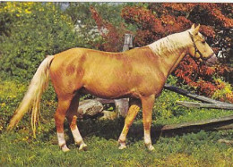 AK 214994 HORSE / PFERD / CHEVAL .. - Caballos