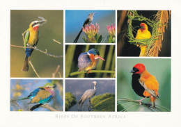 Bird - Oiseau - Vogel - Uccello - Pássaro - Pájaro - Animal - Animaux - Fauna - Birds Of Southern Africa - Oiseaux